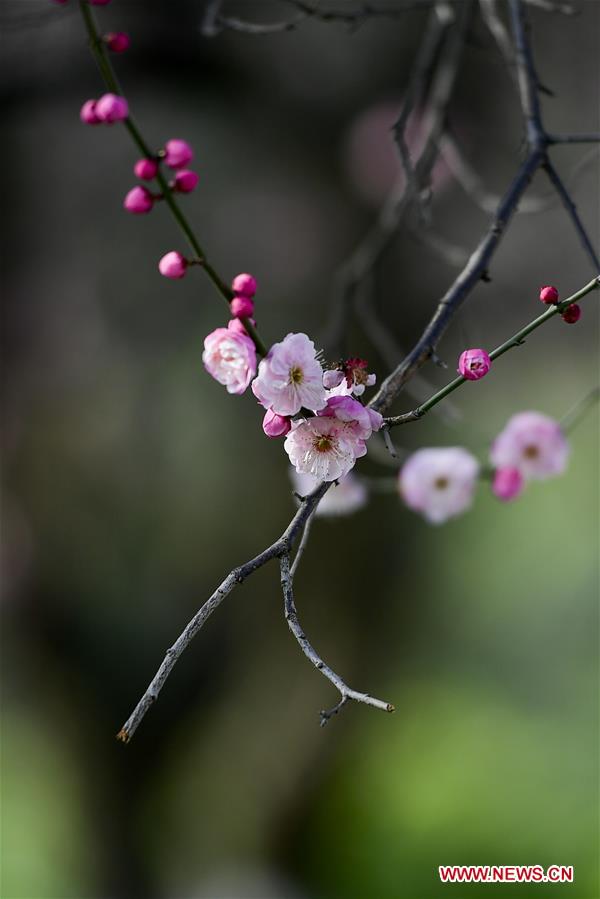 #CHINA-SPRING-FLOWER (CN)