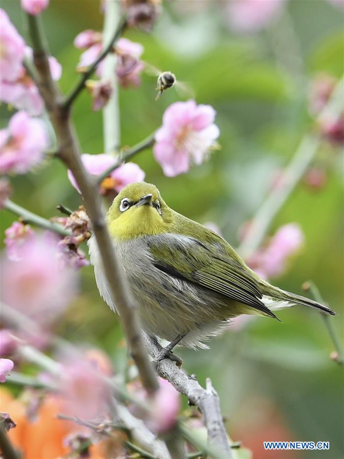 CHINA-FUJIAN-BIRD (CN)