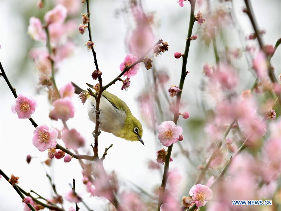 CHINA-FUJIAN-BIRD (CN)