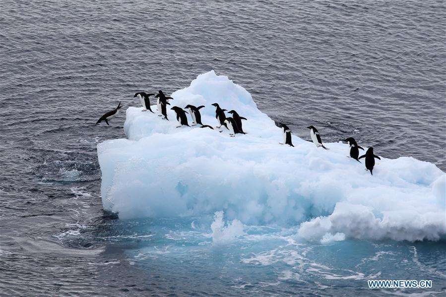 ANTARCTICA-CHINA-XUELONG-ANIMAL (CN)