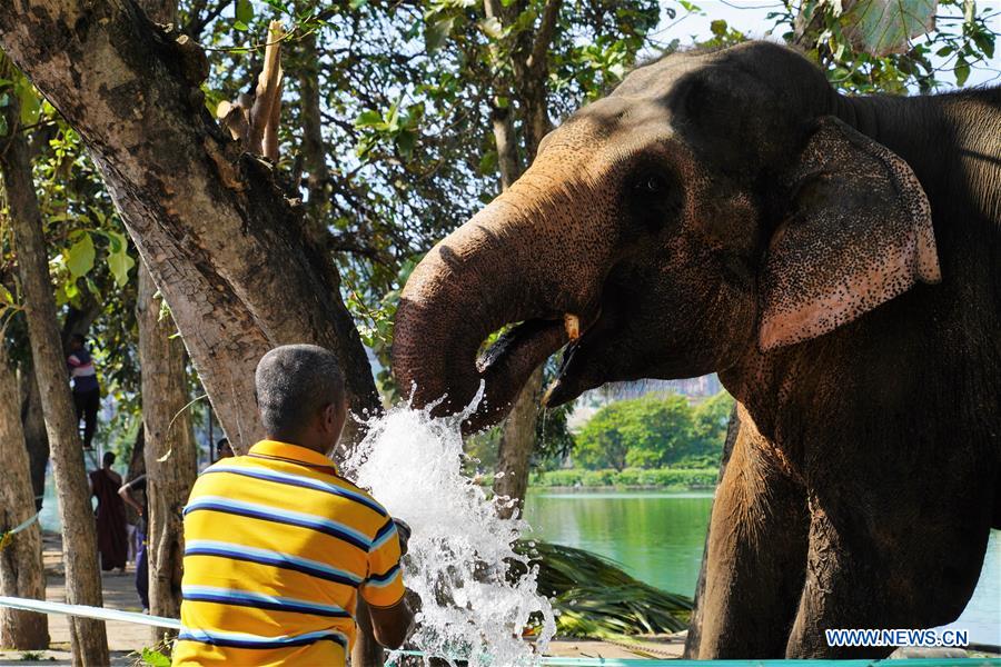 SRI LANKA-COLOMBO-NAVAM-ELEPHANTS