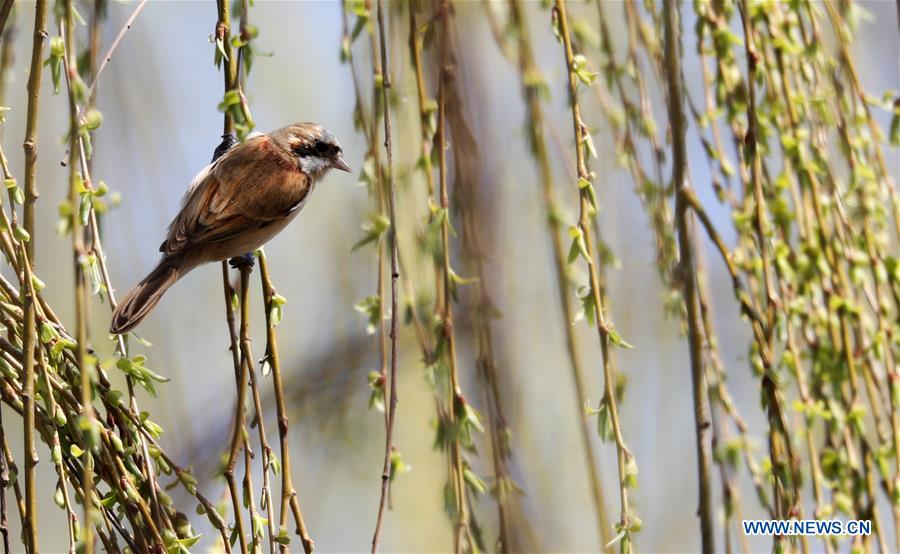 #CHINA-SPRING-BIRD (CN)