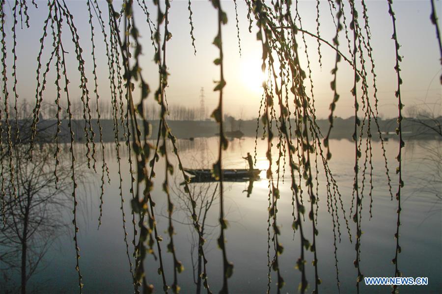 #CHINA-SPRING-WILLOW (CN)