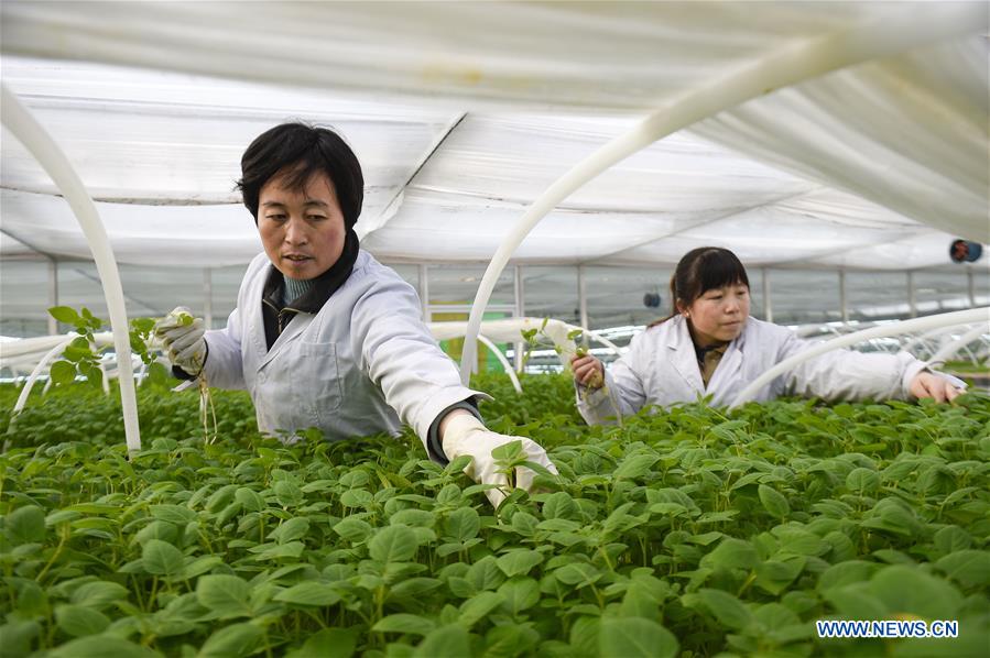 #CHINA-NINGXIA-SEED POTATO INDUSTRY (CN)