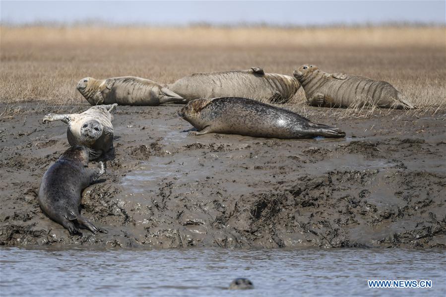 CHINA-LIAONING-PANJIN-SPOTTED SEALS (CN)