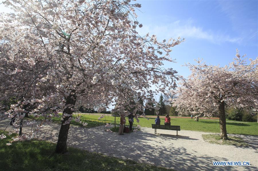 SWITZERLAND-LAUSANNE-CHERRY BLOSSOMS