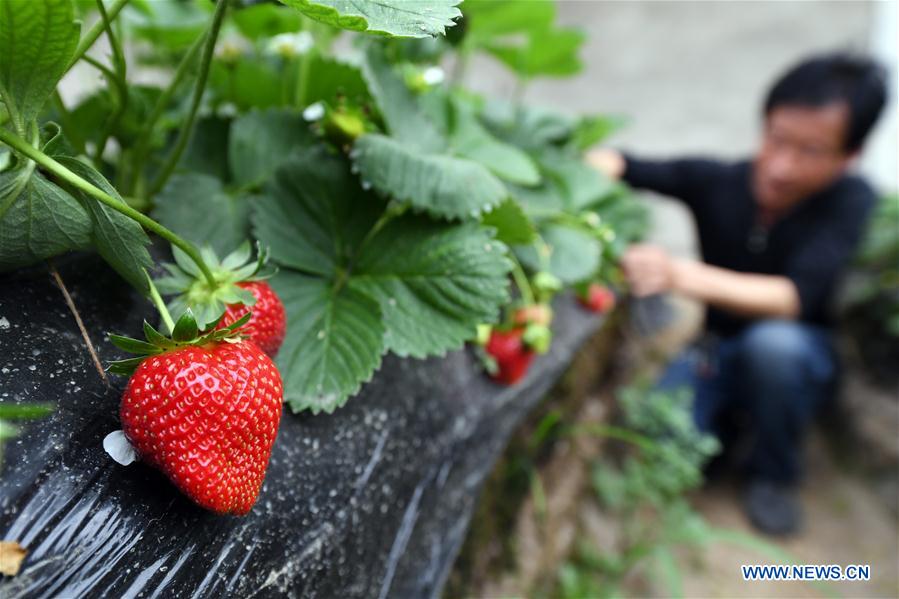 CHINA-XINJIANG-QAPQAL-STRAWBERRY-TOURISM (CN)