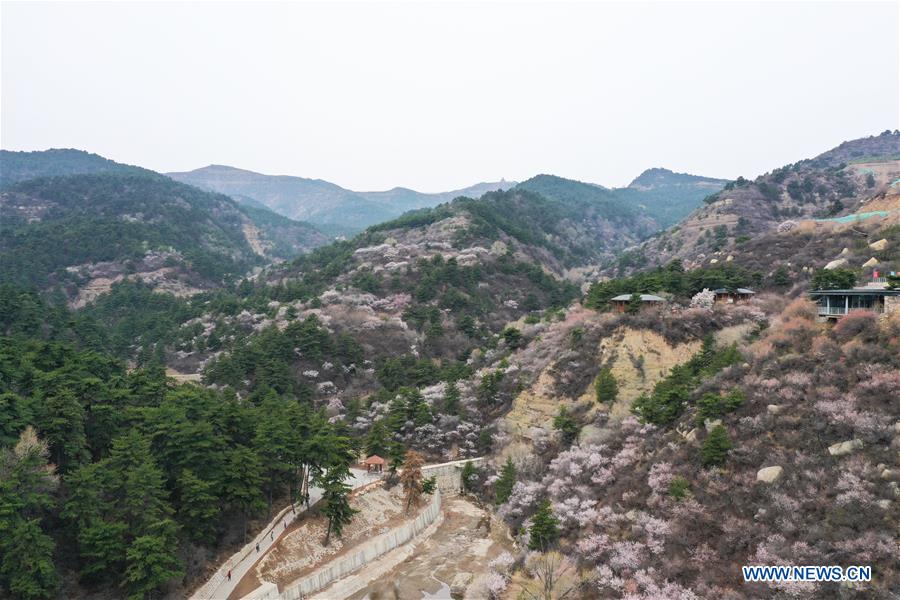 CHINA-SHANXI-TAIYUAN-TAOHUAGOU-PEACH BLOSSOMS (CN)