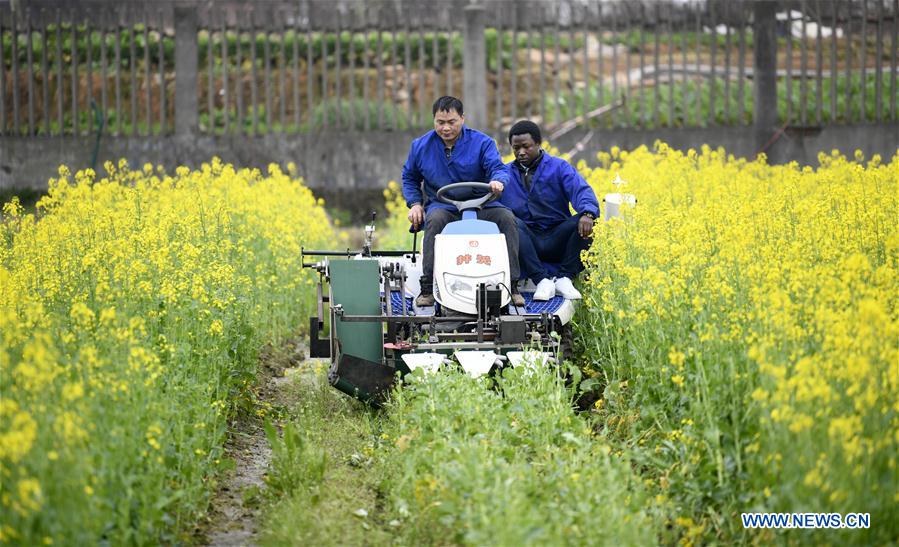 CHINA-HUNAN-CAMEROONIAN STUDENT-AGRICULTURE (CN)