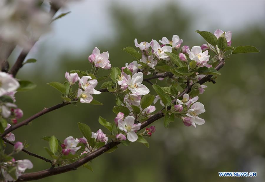 KASHMIR-SRINAGAR-TREES-BLOSSOM