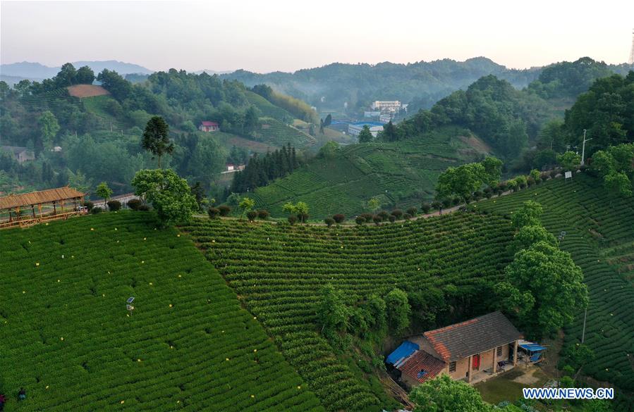 CHINA-ANHUI-LU'AN-TEA GARDEN-SCENERY (CN)