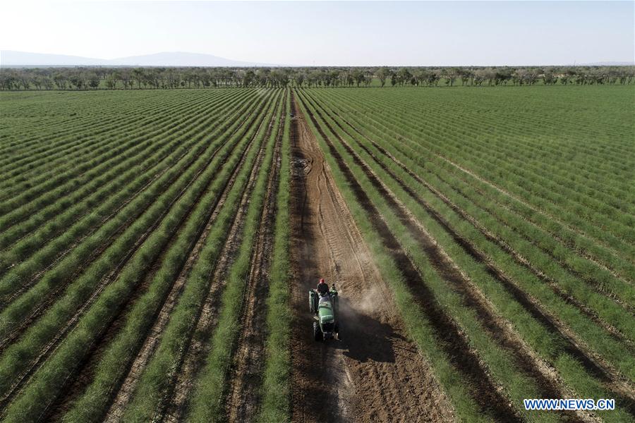 CHINA-NINGXIA-TONGXIN-FARMING (CN)