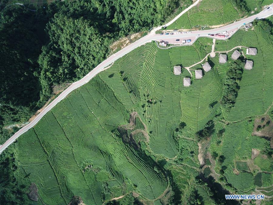 CHINA-GUIZHOU-DUSHAN-TEA GARDEN (CN)