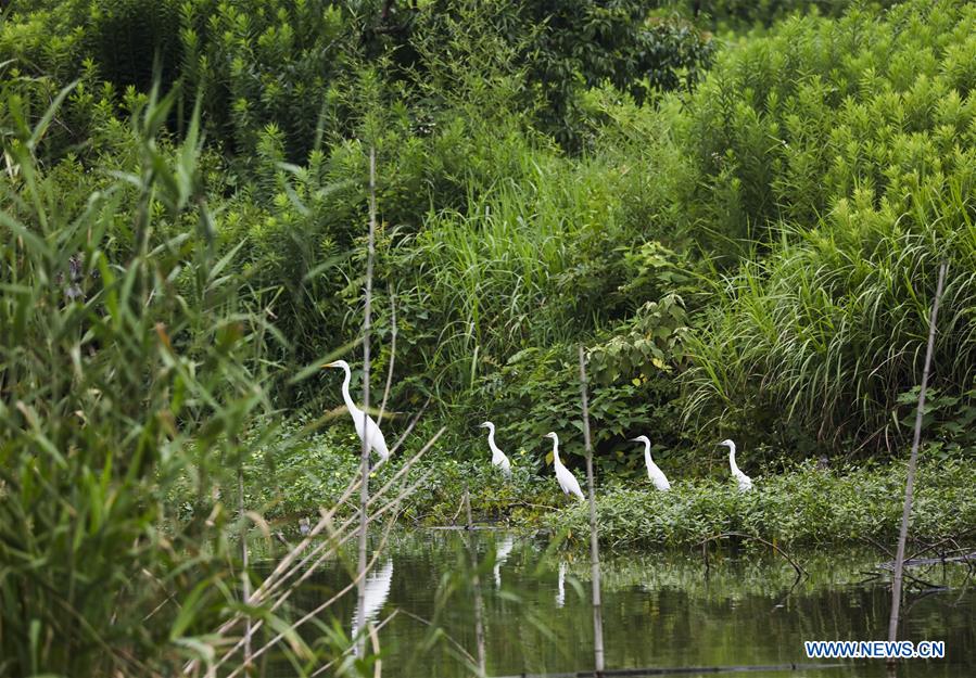 CHINA-ZHEJIANG-DEQING-WETLAND (CN)