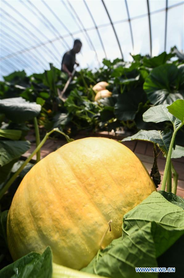 CHINA-JILIN-CHANGCHUN-GIANT PUMPKINS (CN)