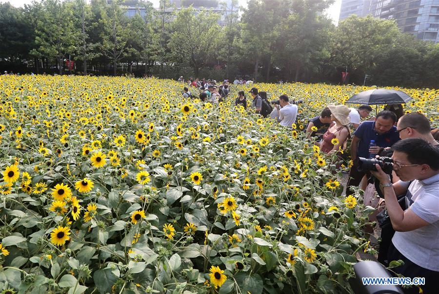 CHINA-SHANGHAI-SUNFLOWERS (CN)