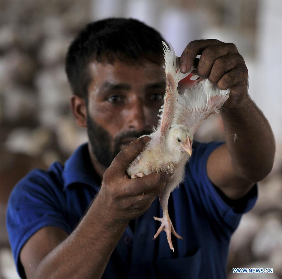 KASHMIR-JAMMU-POULTRY FARM