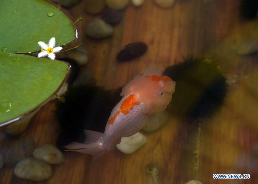 CHINA-BEIJING-PALACE MUSEUM-GOLDFISH-EXHIBITION (CN)