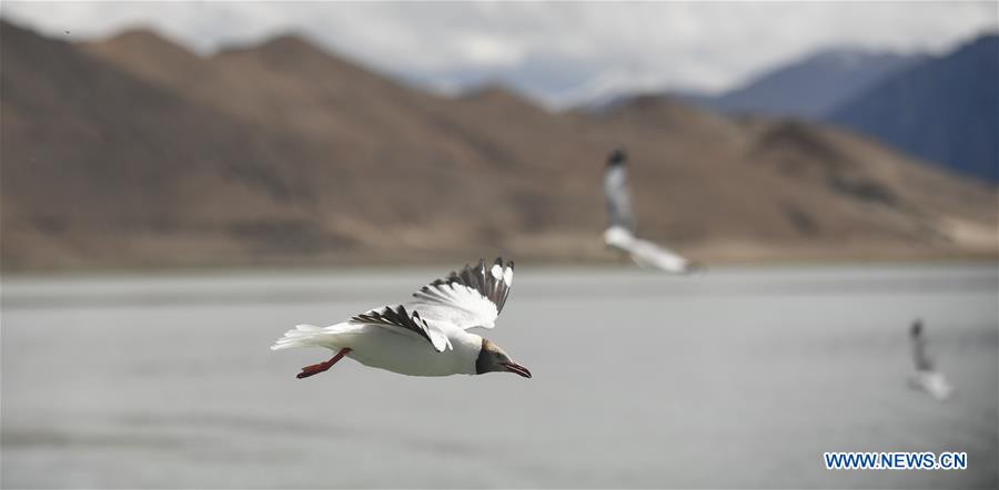 CHINA-TIBET-NGARI-BIRD (CN)