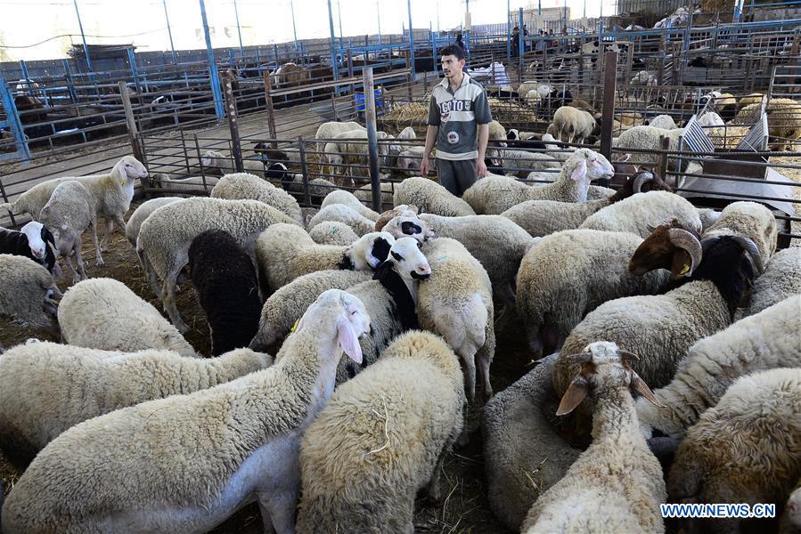 MIDEAST-GAZA-EID AL-ADHA-LIVESTOCK MARKET