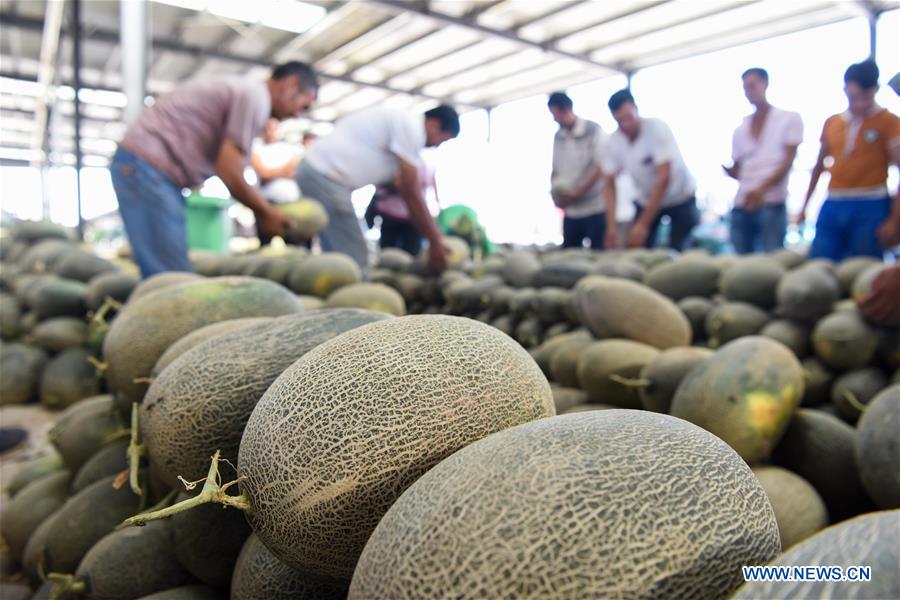 CHINA-XINJIANG-KASHGAR-CANTALOUPE (CN)