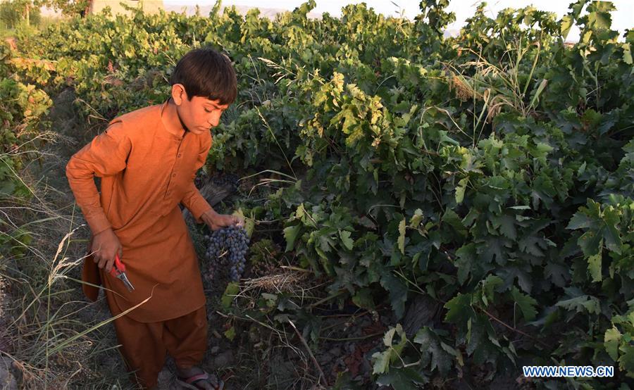 AFGHANISTAN-BALKH-VINEYARD