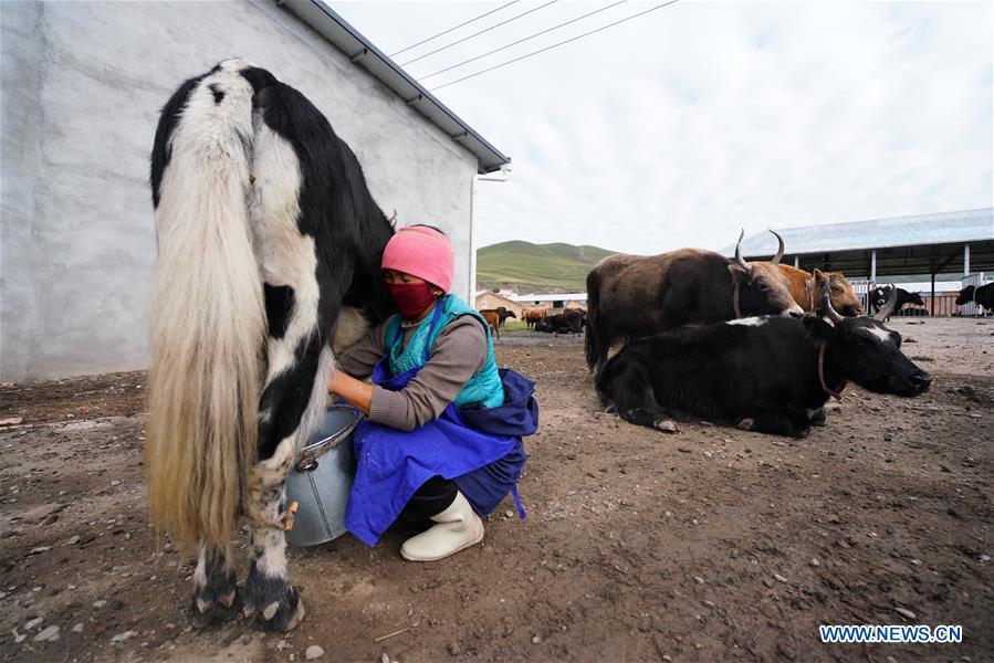 CHINA-GANSU-YAK MILK-RESIDUE-POVERTY ALLEVIATION (CN)