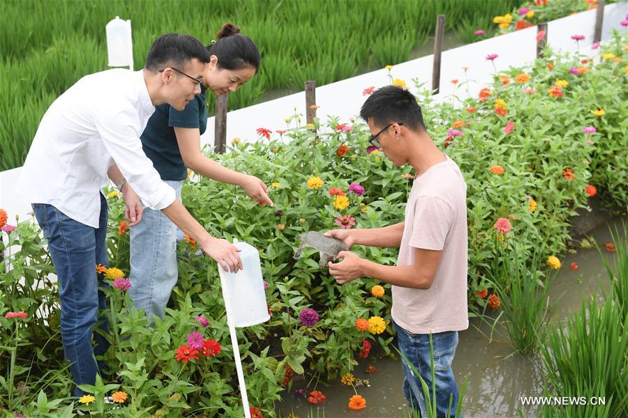 CHINA-ZHEJIANG-HUZHOU-ECO AGRICULTURE (CN)