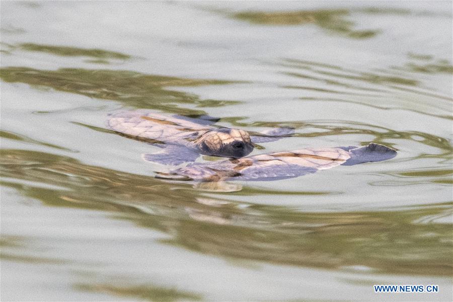 SINGAPORE-SENTOSA ISLAND-HAWKSBILL SEA TURTLE