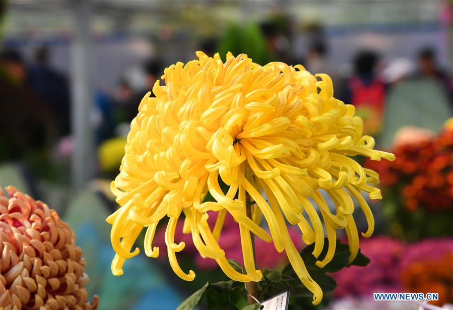 CHINA-BEIJING-CHRYSANTHEMUM-EXHIBITION (CN)