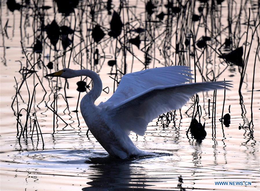 CHINA-HENAN-SANMENXIA-WHITE SWANS (CN)