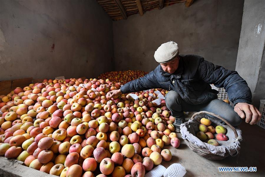 CHINA-XINJIANG-AKSU-APPLE (CN)