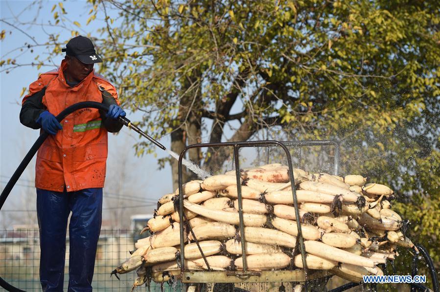 CHINA-ANHUI-LOTUS ROOT-HARVEST (CN)