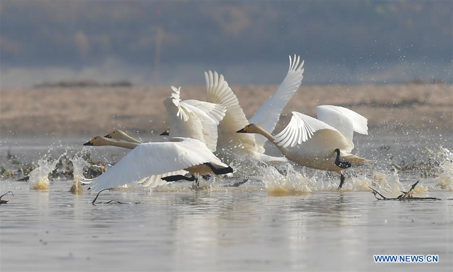 CHINA-JIANGXI-FUHE RIVER-MIGRANT BIRD (CN)