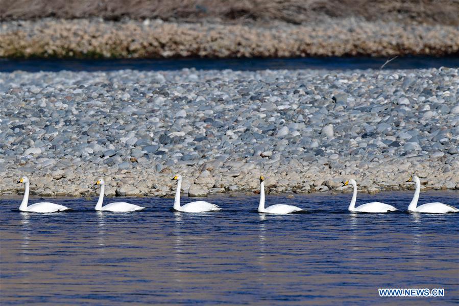 CHINA-QINGHAI-GUIDE-SWAN (CN)