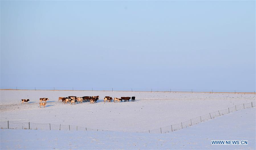 CHINA-INNER MONGOLIA-HULUN BUIR-WINTER (CN)