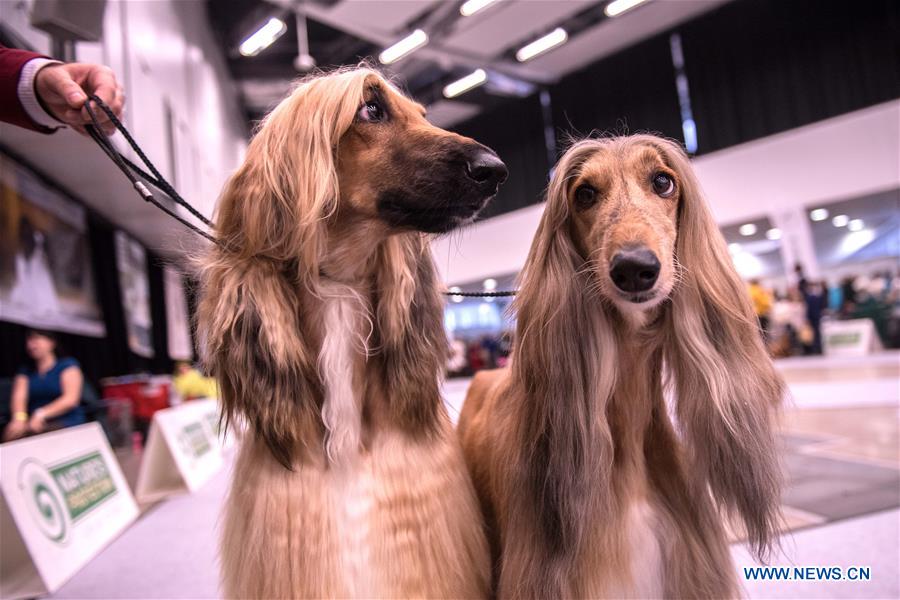 LITHUANIA-VILNIUS-DOG SHOW