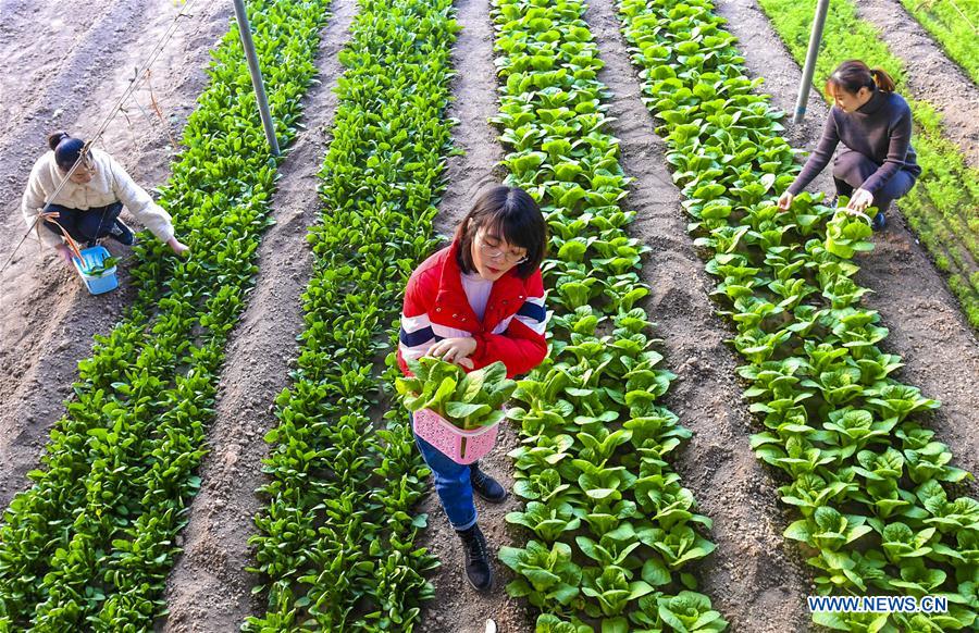 CHINA-HEBEI-WUQIANG-VEGETABLE-FRUIT (CN)