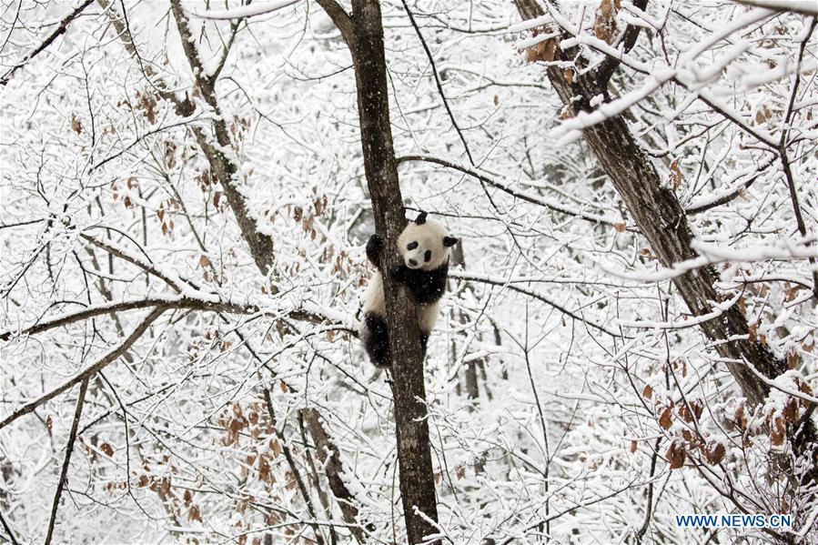 XINHUA PHOTOS OF THE DAY