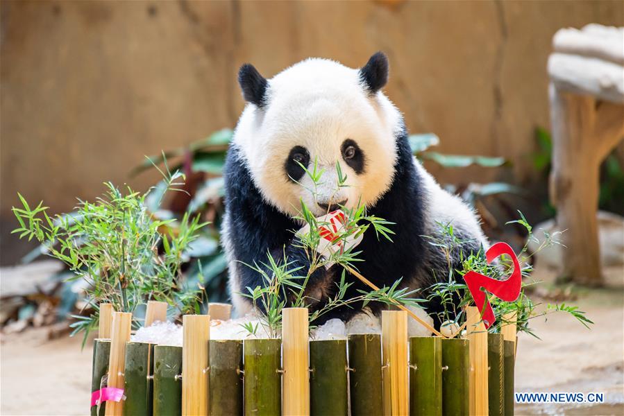 MALAYSIA-KUALA LUMPUR-GIANT PANDA-BIRTHDAY