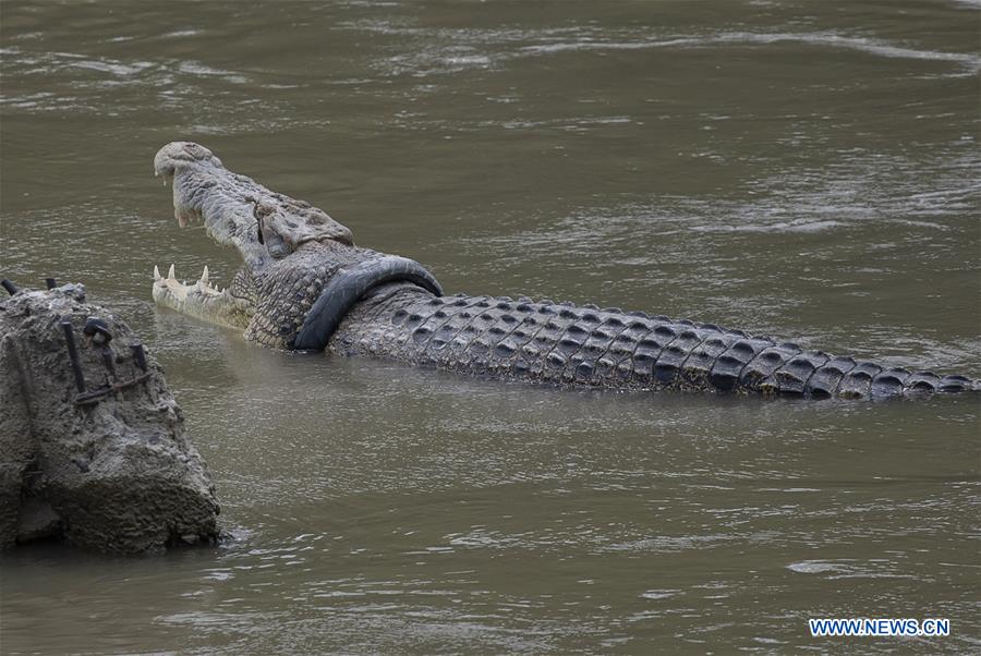 INDONESIA-PALU-SALTWATER CROCODILE-TYRE STUCK