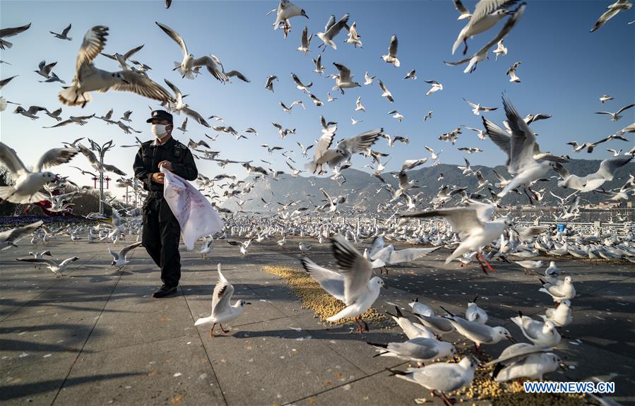 CHINA-KUNMING-NOVEL CORONAVIRUS-BLACK-HEADED GULLS-FEEDING (CN)