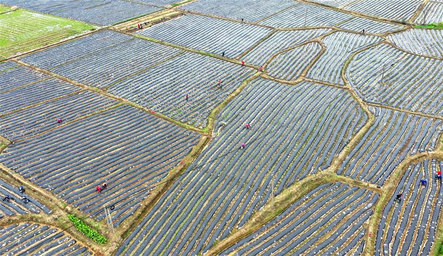 CHINA-SPRING PLOUGHING-AGRICULTURAL PRODUCTION (CN)