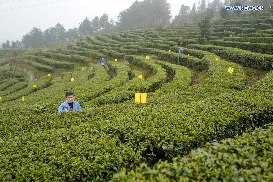 CHINA-CHONGQING-TEA PRODUCTION (CN)