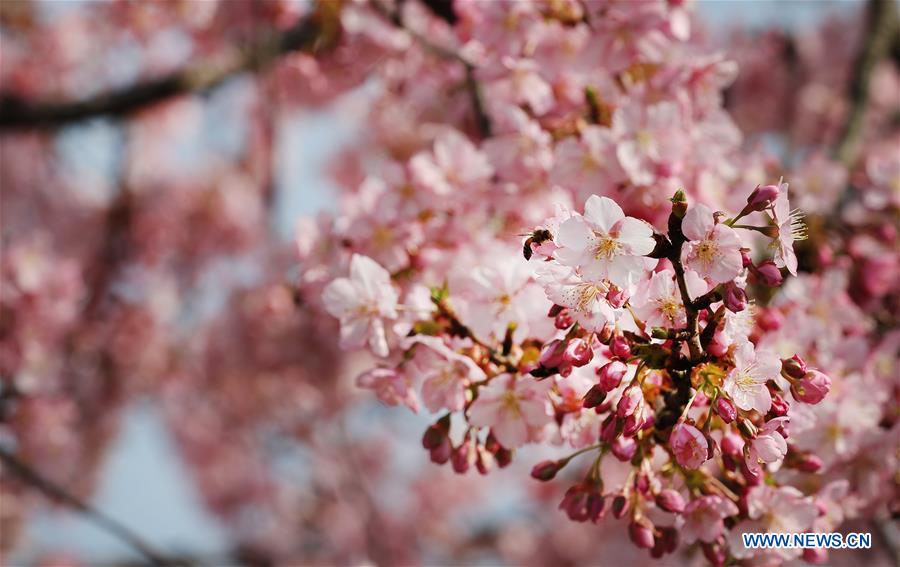 CHINA-SHANGHAI-CHERRY BLOSSOMS (CN)