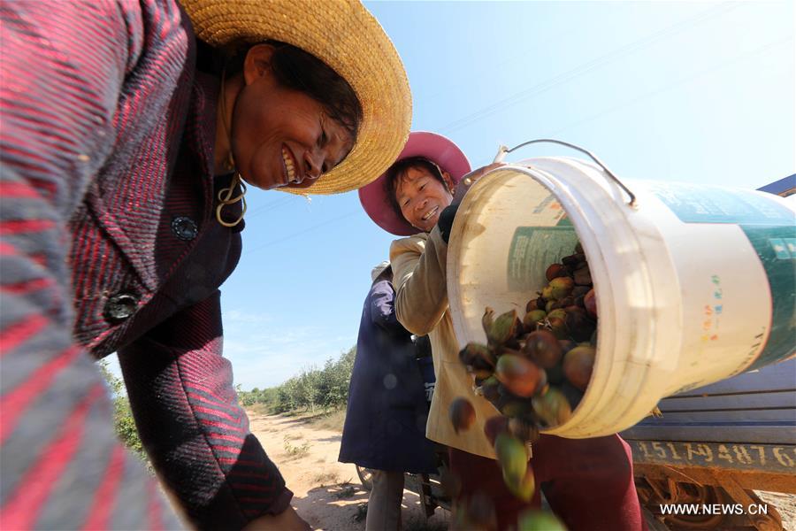 #CHINA-AUTUMN-HARVEST (CN)