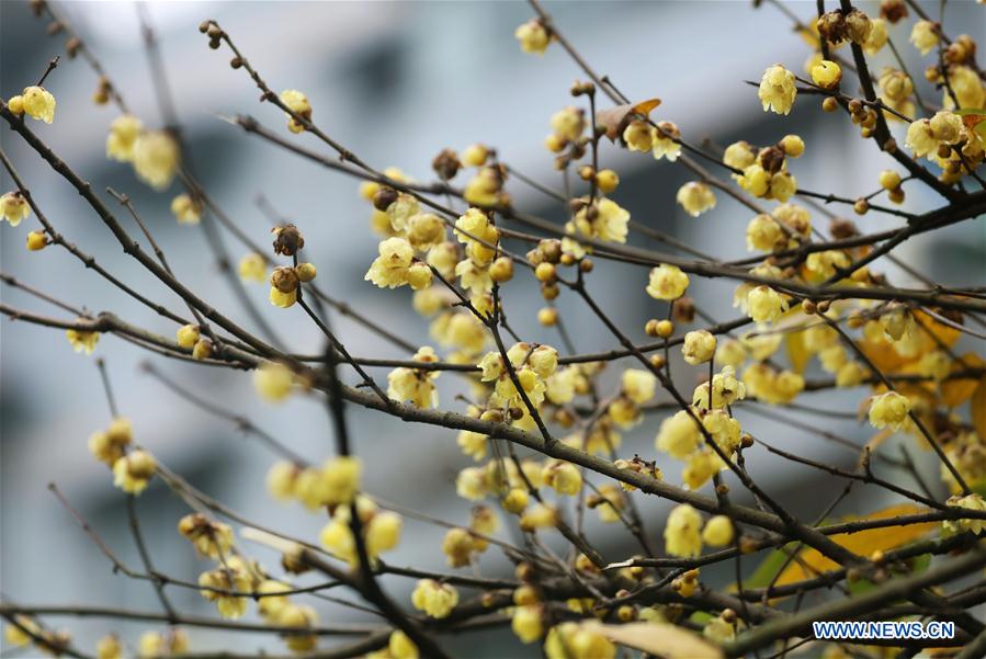 #CHINA-WINTER-PLUM BLOSSOM (CN)