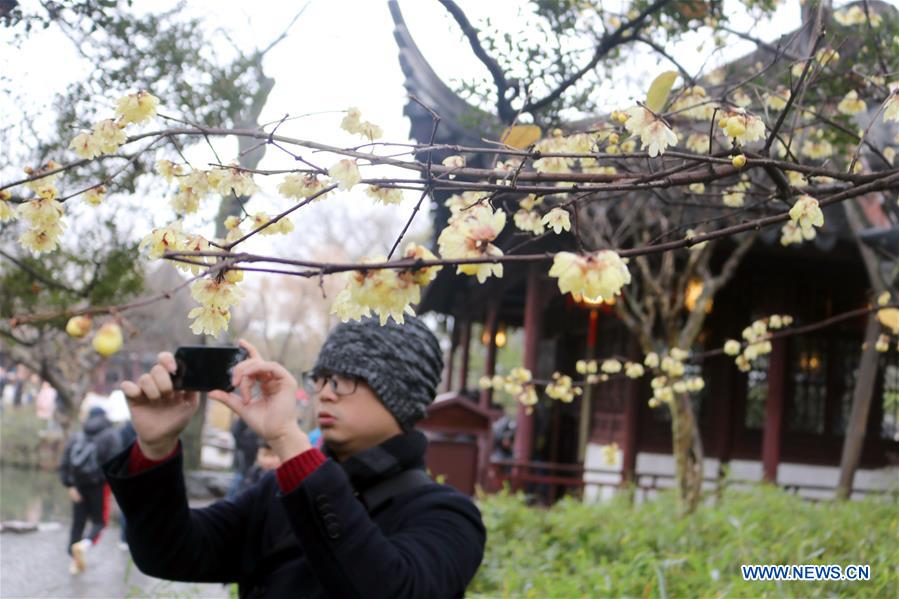 #CHINA-WINTERSWEET BLOSSOMS (CN)