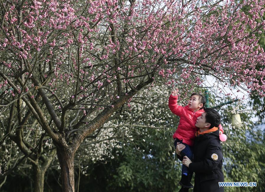 #CHINA-PLUM FLOWERS (CN)