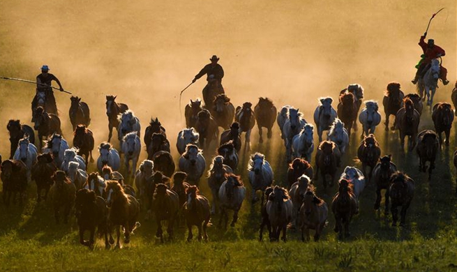 Herdsmen drive horses on grassland in Chifeng City, N China